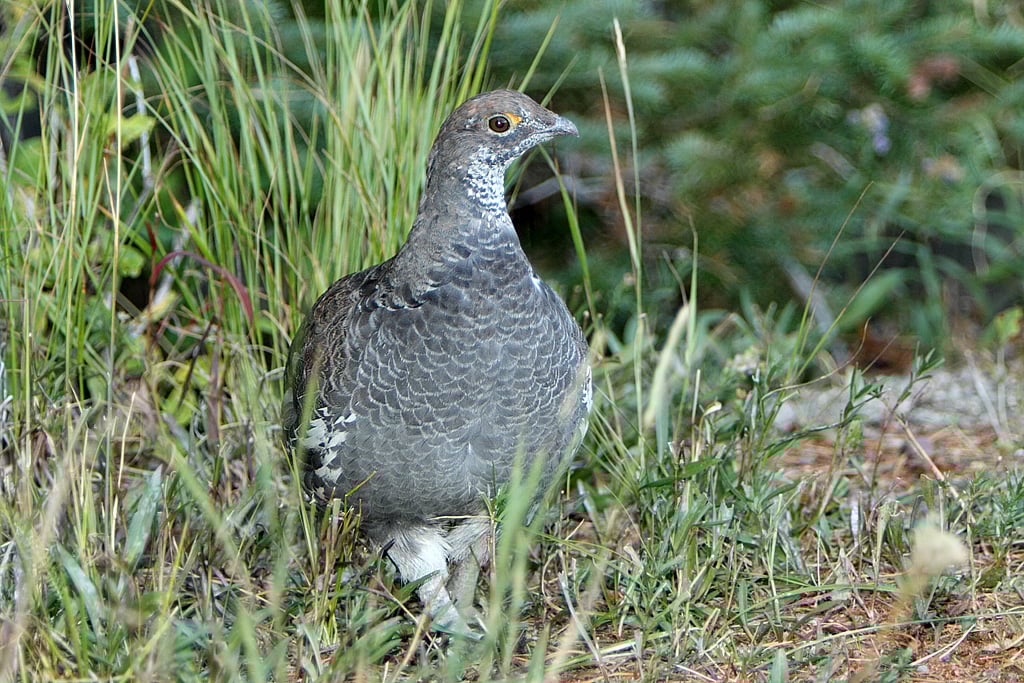 Adult Male Dusky Blue Grouse. Alan Vernon / CC BY (https://creativecommons.org/licenses/by/2.0)