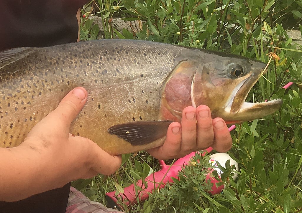 Rod and gun 307 Outfitters of Shoshone + Cody Wyoming. Grouse and fishing guides