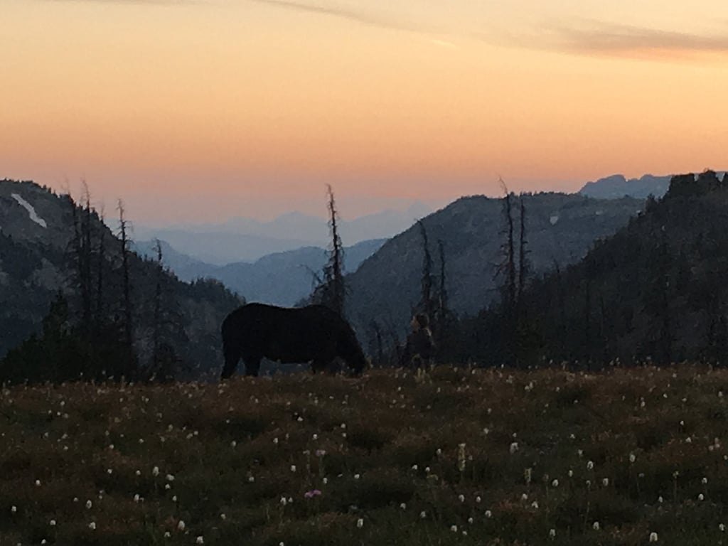 Pack and hunting trips in Shoshone Forest, Yellowstone Country