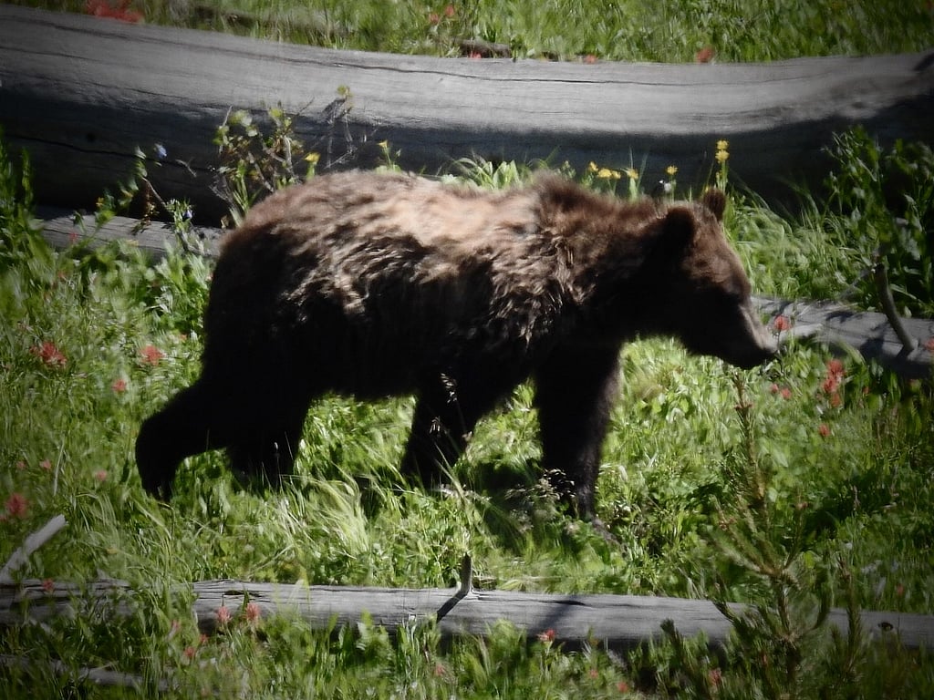Grizzly bear wildlife viewing trips