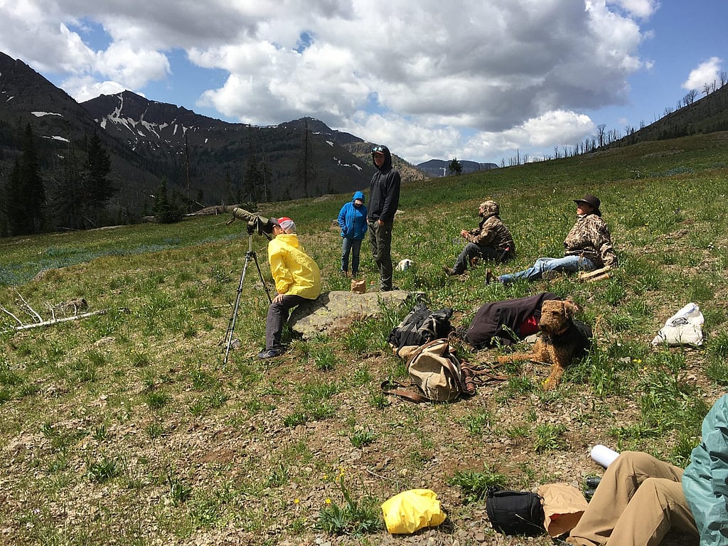 Watching grizzly bears on moth site during a pack trip in wyoming with 307 outfitters