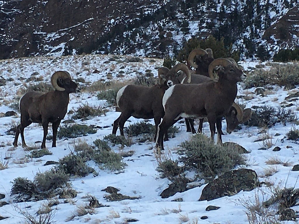 Big Horn Sheep in Wyoming with Scott LaFevers and 307 Outfitters Hunting guides