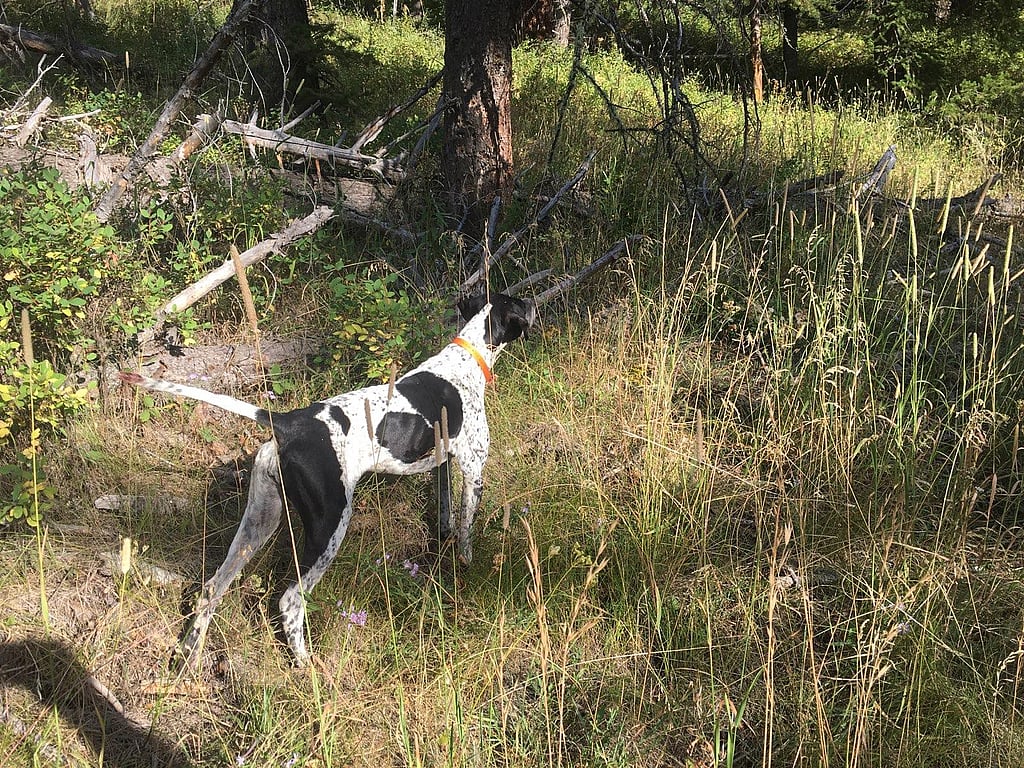 Blue Grouse on Point with Hunting Dogs on a Guided Bird Hunt in Shoshone National Forest