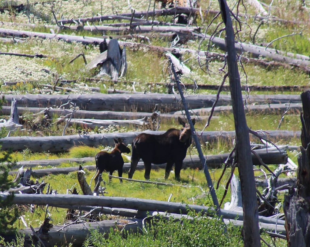 Moose and calf in Shoshone Forest by Scott LaFevers of 307 outfitters