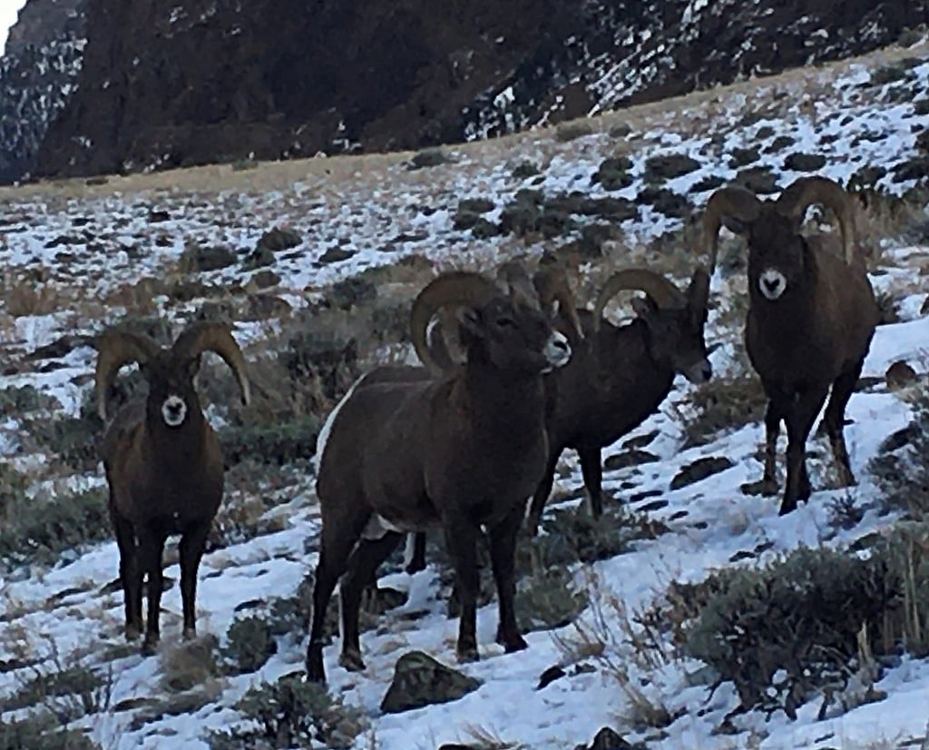 Trophy Hunting for Big Horn Sheep in Wyoming with 307 Outfitters