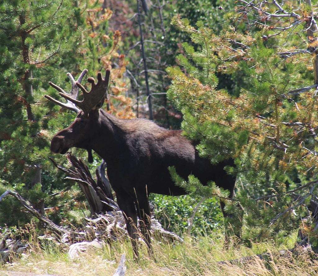 Wyoming trophy moose hunts guided by Scott LaFevers and 307 Outfitters in Shoshone National Forest