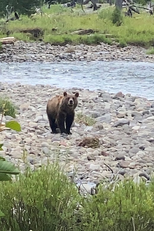 Grizzly bear North Fork of the Shoshone during moth site viewing with 307 outfitters