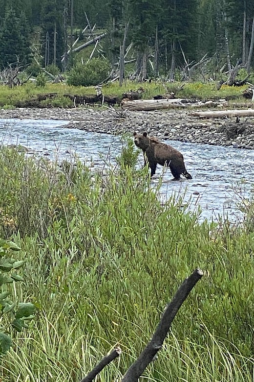 Sub adult grizzly bear in North Fork of the Shoshone River
