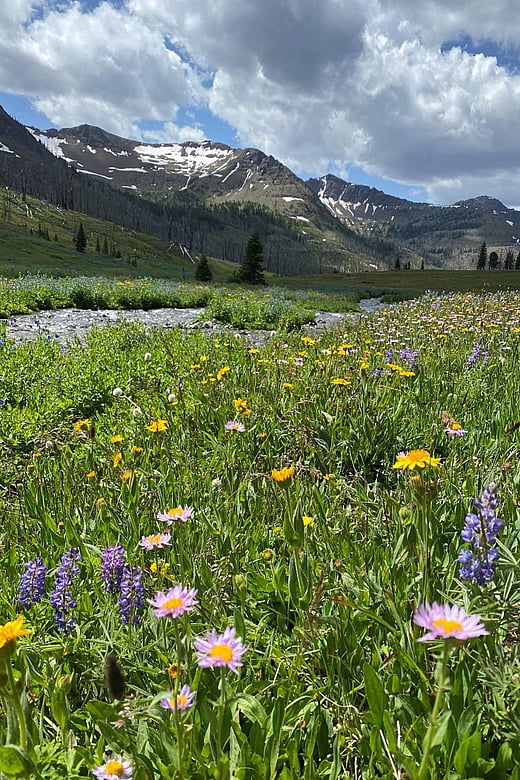 Wildflowers Silver tip Basin during Grizzly Bear Viewing Adventure with 307 Outfitters in Wyoming