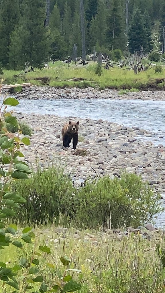 Another Grizzly bear North Fork of the Shoshone on a guided pack trip in Wyoming