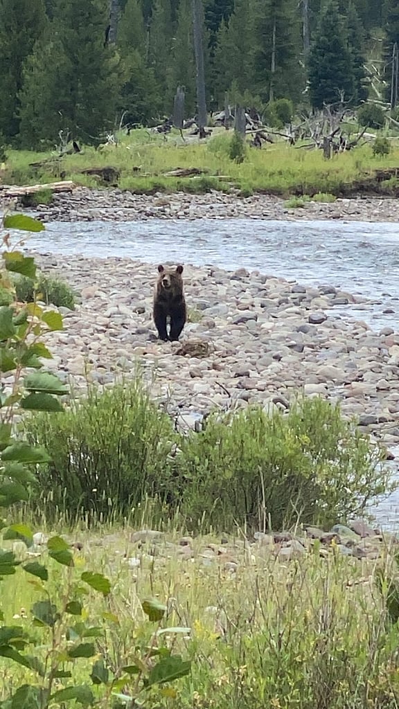 Sub adult grizzly bear during viewing adventure with 307 outfitters in Wyoming