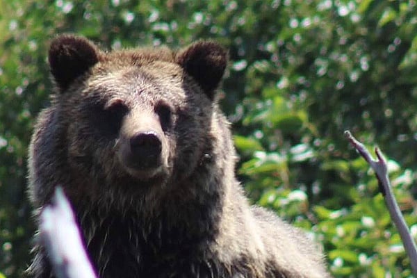 Grizzly bear viewing trips on horse back in Cody Wyoming
