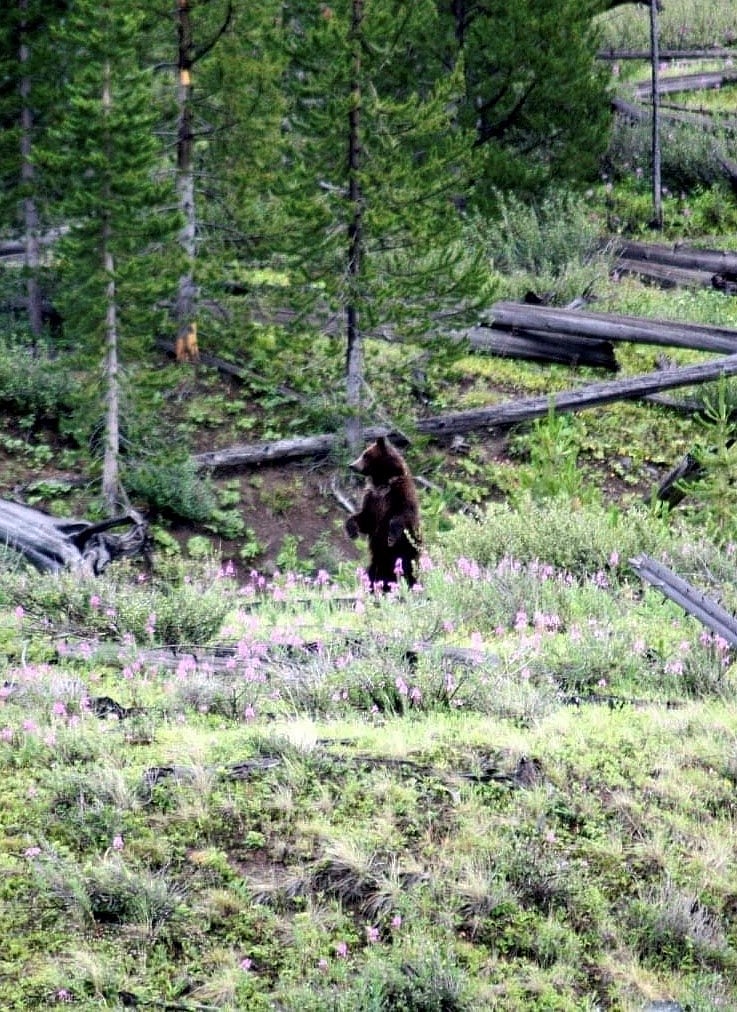 Moth sites are the only place grizzly bears congregate in the lower 48