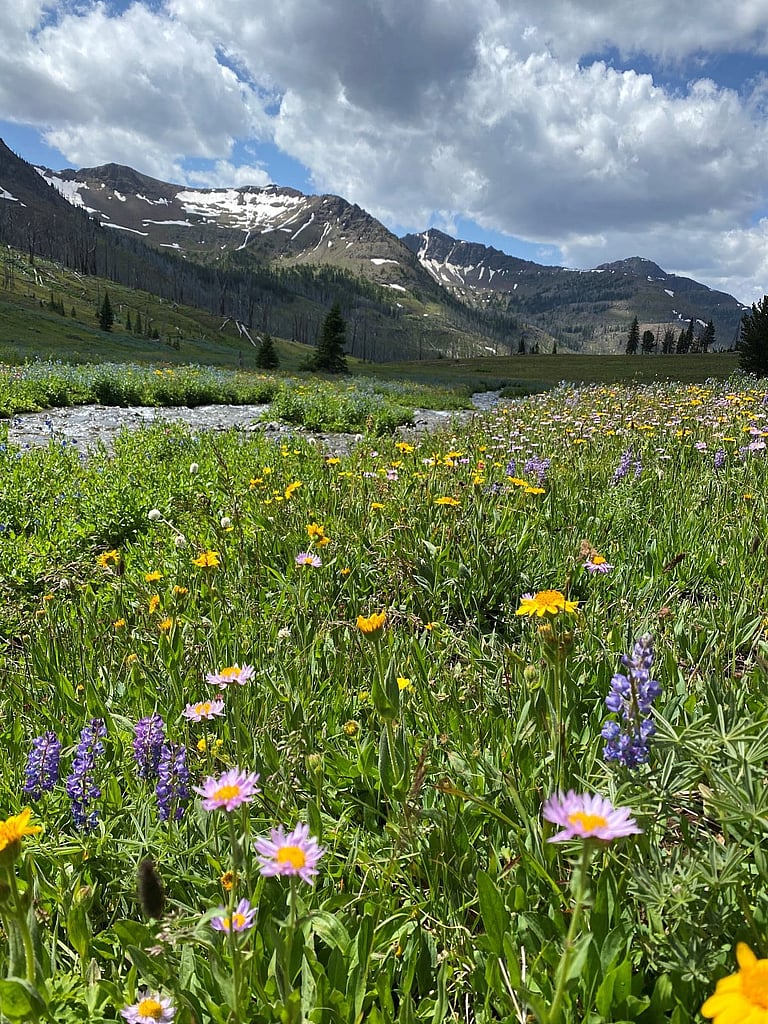 Wildflowers Silver tip Basin during Grizzly Bear Viewing Adventure with 307 Outfitters in Wyoming