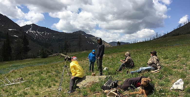 Watching grizzly bears on moth site during a pack trip in wyoming with 307 outfitters
