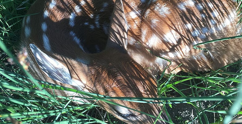 307 Outfitters Wyoming summer pack trips and wildlife viewing trips