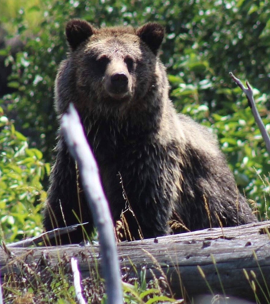 Grizzly bear viewing trips in Cody Wyoming with 307 outfitters