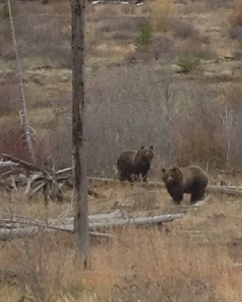 Grizzly bears at a moth site during a guided hunting trip in Wyoming with 307 outfitters