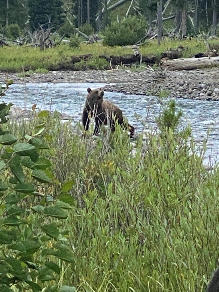 Another Grizzly bear North Fork of the Shoshone during Guided Pack trip