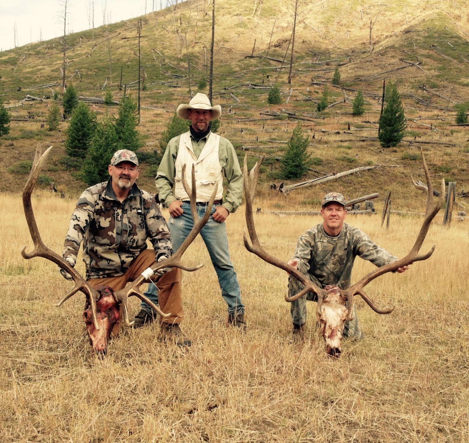 Elk Hunts 307 Outfitters in Cody Wyoming