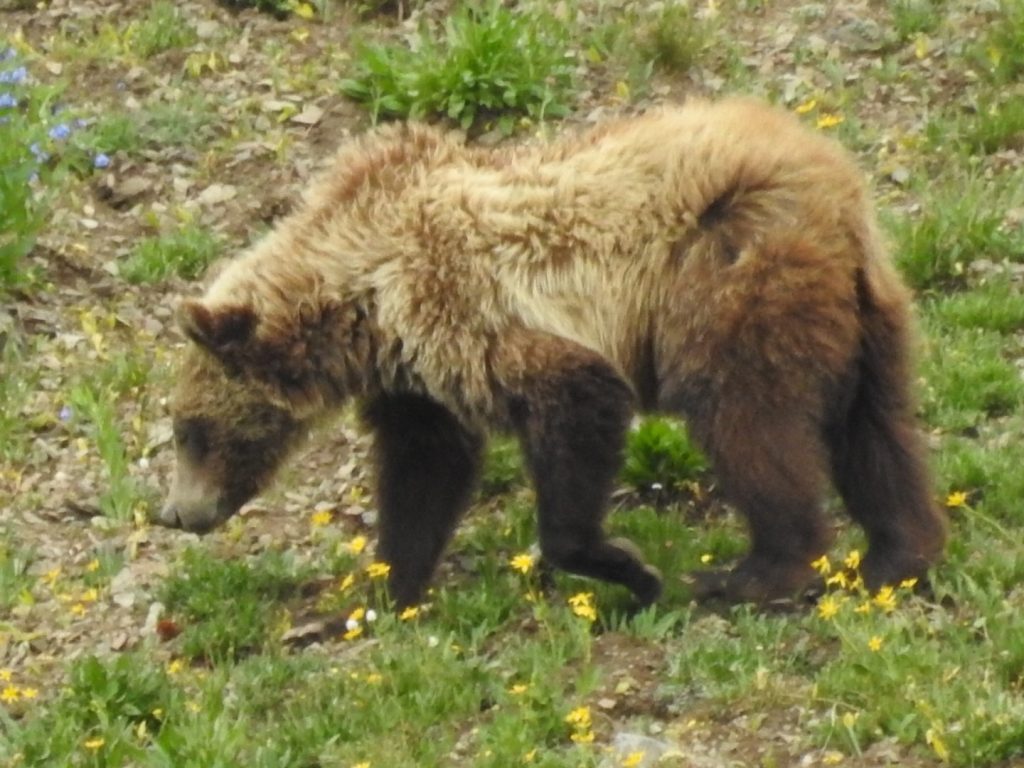Grizzly bear wildlife viewing trips