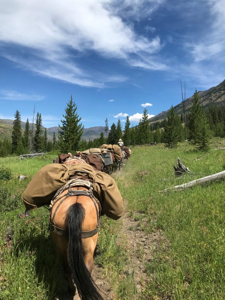 Packing in the North Fork of the Shoshone National Forest, Yellowstone Country Wyoming