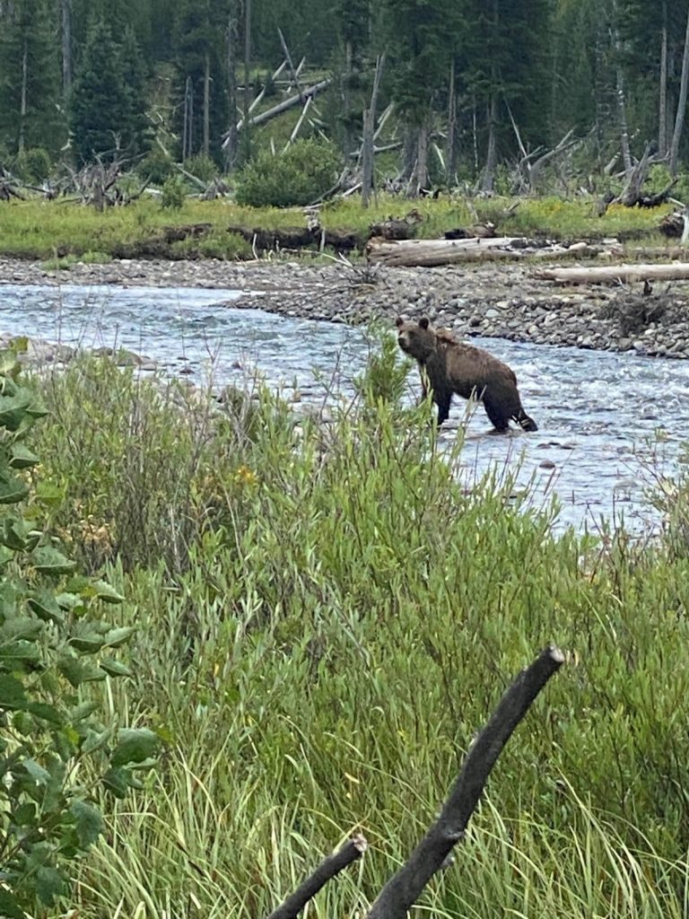 Sub adult grizzly bear in North Fork of the Shoshone River
