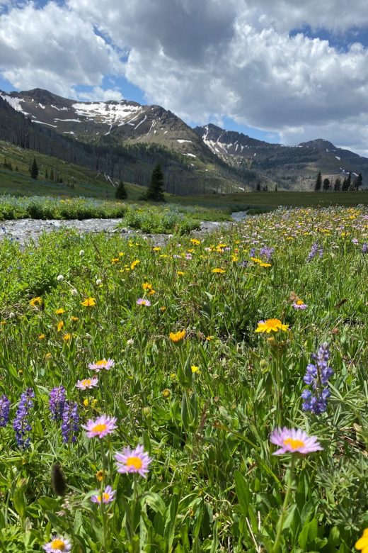 Wildflowers Silver tip Basin during Grizzly Bear Viewing Adventure with 307 Outfitters in Wyoming