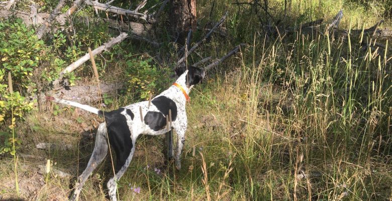 Blue Grouse on Point with Hunting Dogs on a Guided Bird Hunt in Shoshone National Forest