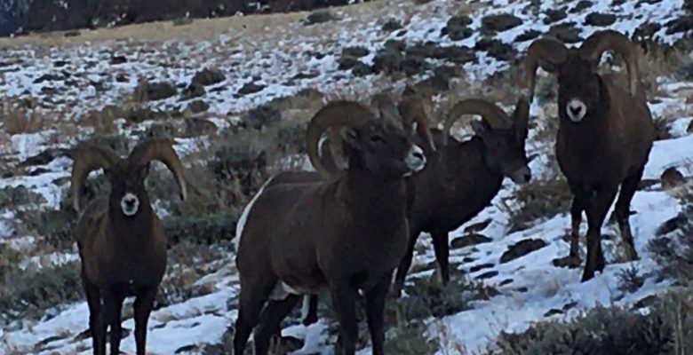 Trophy Hunting for Big Horn Sheep in Wyoming with 307 Outfitters