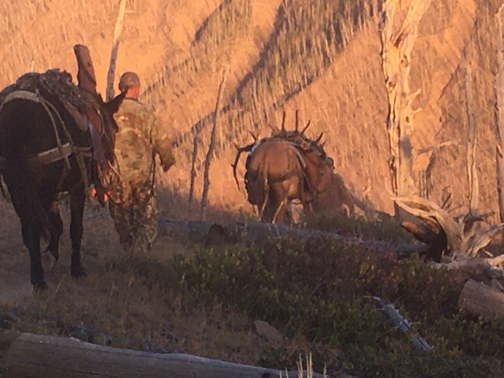 Elk area 55 wilderness horseback hunts with 307 Outfitters of Cody